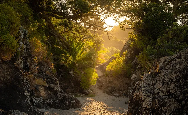 A photo of light shining through a clearing of trees on a beach