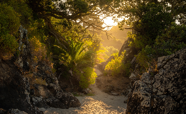 A photo of light shining through a clearing of trees on a beach